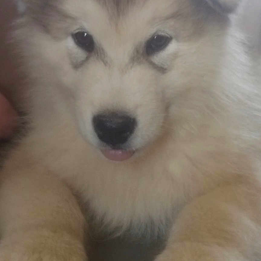 Vlad