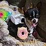dog, chihuahua, unicorn_costume, rainbow_tail, plush_toy, donut_toy, blanket, couch, pet, small_dog, costume, cute, indoor, animal, fur, collar, accessory, resting, toy, cozy