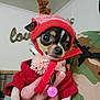 dog, small_dog, chihuahua, red_sweater, red_hat, antlers, pet_accessory, flower_collar, bell, hand, camouflage_jacket, indoor, person, cute, wide_eyes, holiday_costume, festive, close_up, animal, adorable