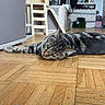 Talia a rejoint le concours — aidez-le/la à gagner de superbes lots ! cat, tabby_cat, floor, wooden_floor, parquet, indoor, home, cat_tree, furniture, relaxed, pet, animal, striped, laying_down, living_room, domestic_cat, cozy, resting, household, interior