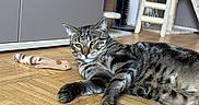 Talia participe au concours pour gagner de l'argent avec cette photo : cat, tabby_cat, toy, plush_toy, wooden_floor, parquet_floor, cat_tree, indoor, furniture, relaxed, pet, animal, floor, home, domestic, striped, resting, cozy, living_room, cute