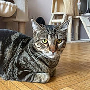 Talia a rejoint le concours — aidez-le/la à gagner de superbes lots ! tabby_cat, cat, indoor, wooden_floor, cat_tree, pet, feline, animal, fur, whiskers, ears, eyes, flooring, home, relaxing, looking_at_camera, domestic_cat, cute, striped, resting