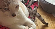 Hoshi participe au concours pour gagner de l'argent avec cette photo : cat, pet, indoor, floor, lap, clothing, pattern, pink, black, white, relaxed, animal, feline, tail, ear, person, wooden_floor, bed, cozy, comfort