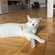 Hoshi a rejoint le concours — aidez-le/la à gagner de superbes lots ! cat, indoor, wooden_floor, television, furniture, relaxed, pet, living_room, flooring, domestic, resting, pink_paw, white_cat, light, shadow, table_leg, couch, cabinet, blanket, home