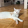 Hoshi a rejoint le concours — aidez-le/la à gagner de superbes lots ! cat, animal, pet, indoor, wooden_floor, parquet, relaxed, sunlight, living_room, television, furniture, entertainment_unit, cozy, resting, domestic, cute, whiskers, ears, paw, flooring