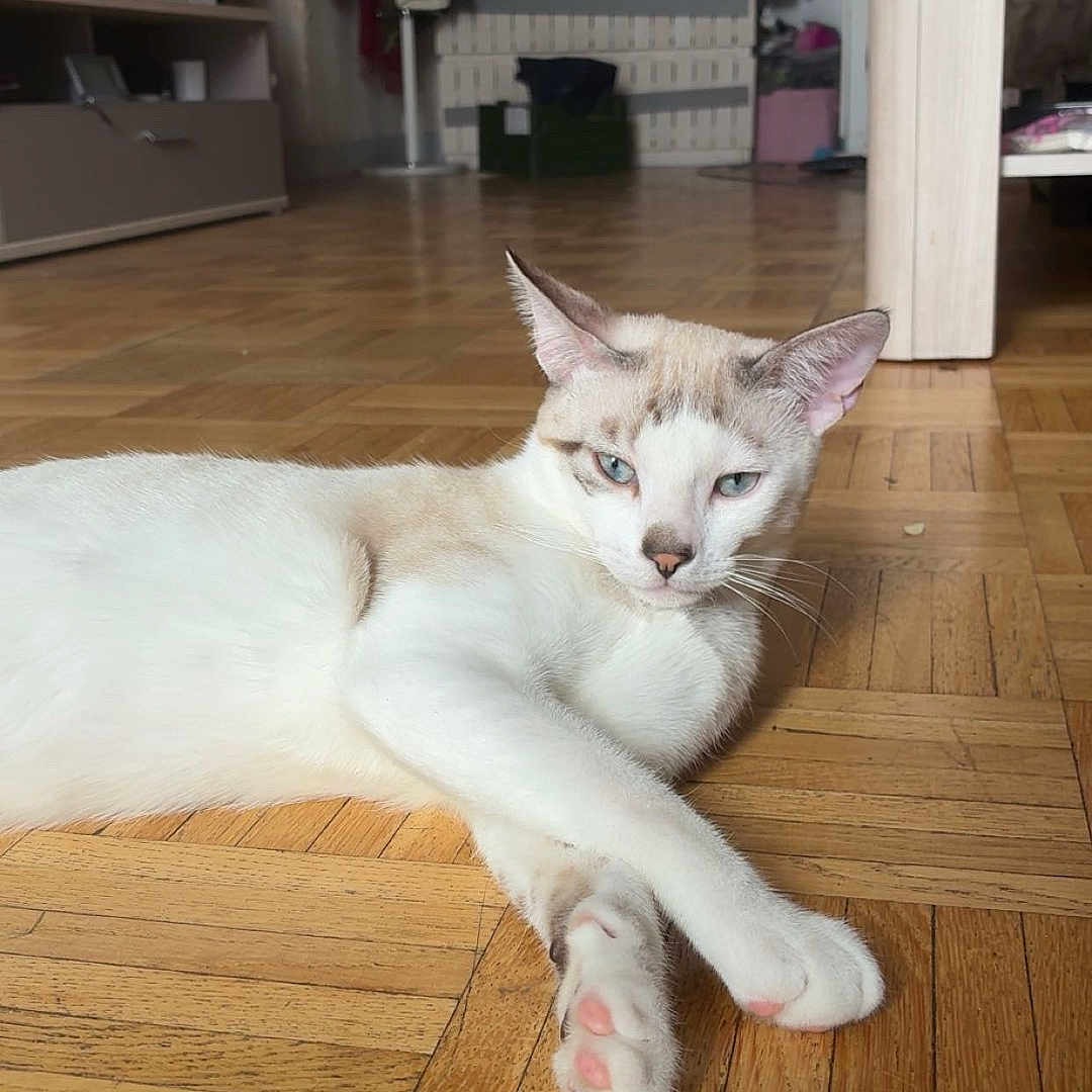 Hoshi participe au concours pour gagner de l'argent avec cette photo : cat, indoor, wooden_floor, parquet, feline, pet, relaxed, cream_color, blue_eyes, animal, domestic_cat, floor, resting, cozy, home, furniture, background, ears, whiskers, paws