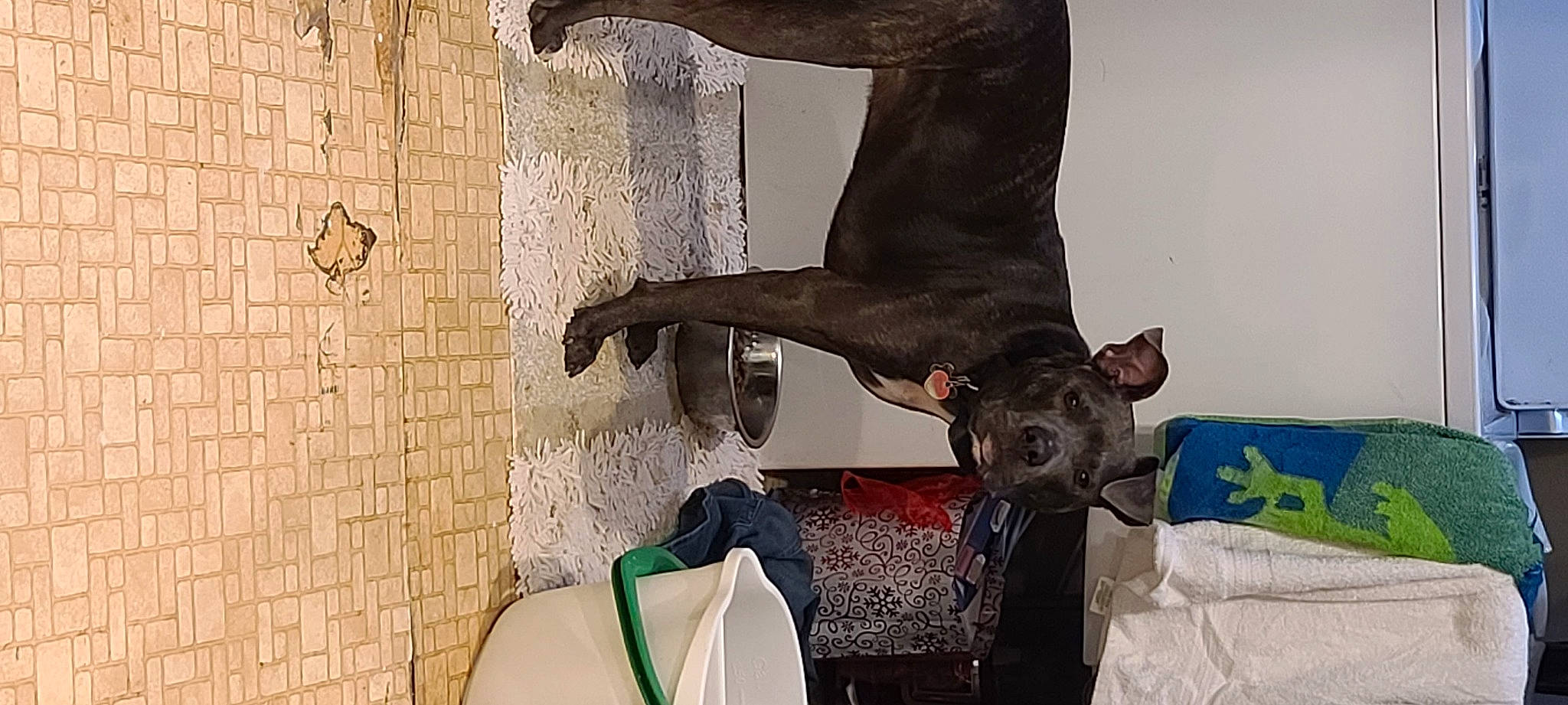 Blu is registered to the contest to win money with this photo: art, balance, bat, canidae, comfort, companion_dog, couch, dog_breed, fawn, felidae, human_leg, pillow, room, snout, sporting_group, tail, terrestrial_animal, visual_arts, wood, working_animal