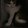 Domino is registered to the contest to win money with this photo: cat, kitten, feline, tabby, white_fur, striped_fur, sitting, paws, tail, ears, whiskers, eyes, indoor, dark, low_light, portrait, pet, animal, floor, shadow