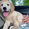puppy, golden_retriever, dog, tongue_out, car_interior, hand, blanket, raindrops, window, happy, cute, pet, animal, fur, paw, seat, comfort, indoors, smiling, young