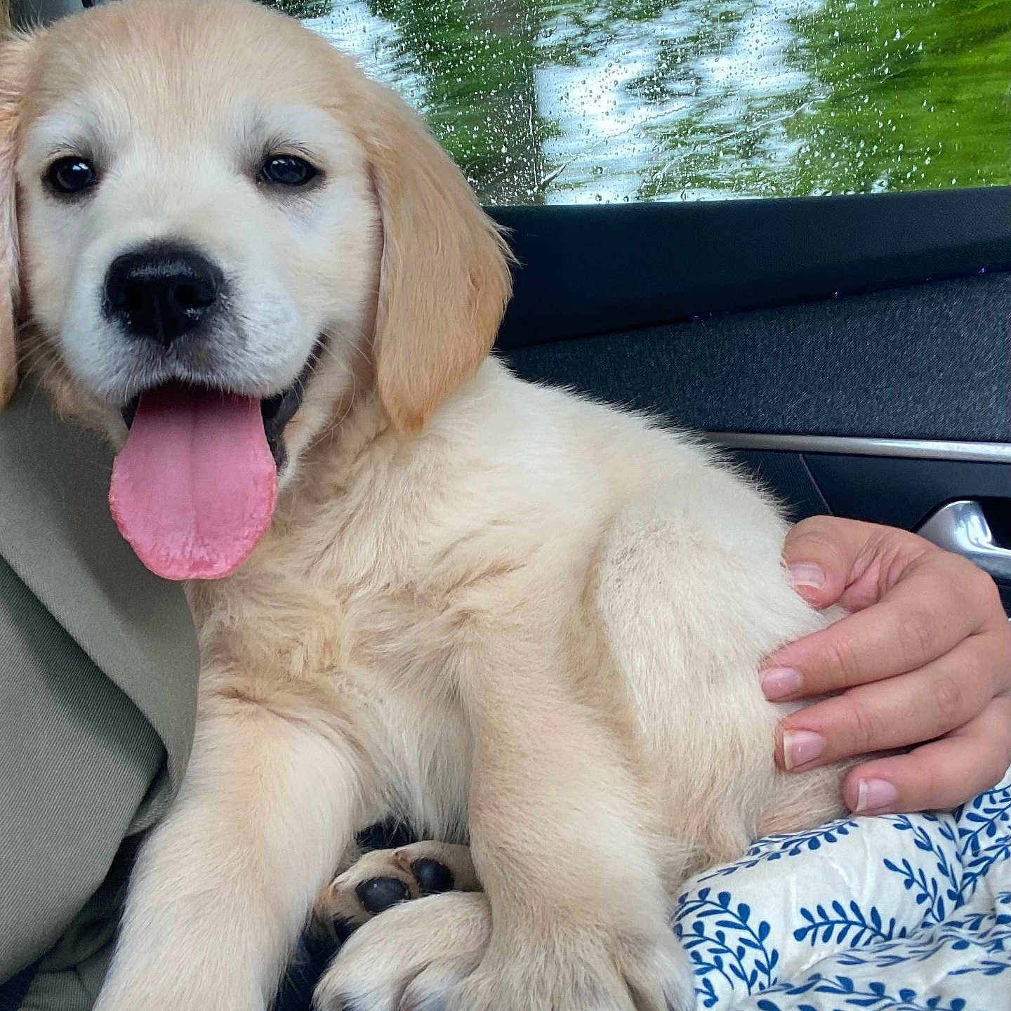 Alfie participe au concours pour gagner de l'argent avec cette photo : puppy, golden_retriever, dog, tongue_out, car_interior, hand, blanket, raindrops, window, happy, cute, pet, animal, fur, paw, seat, comfort, indoors, smiling, young