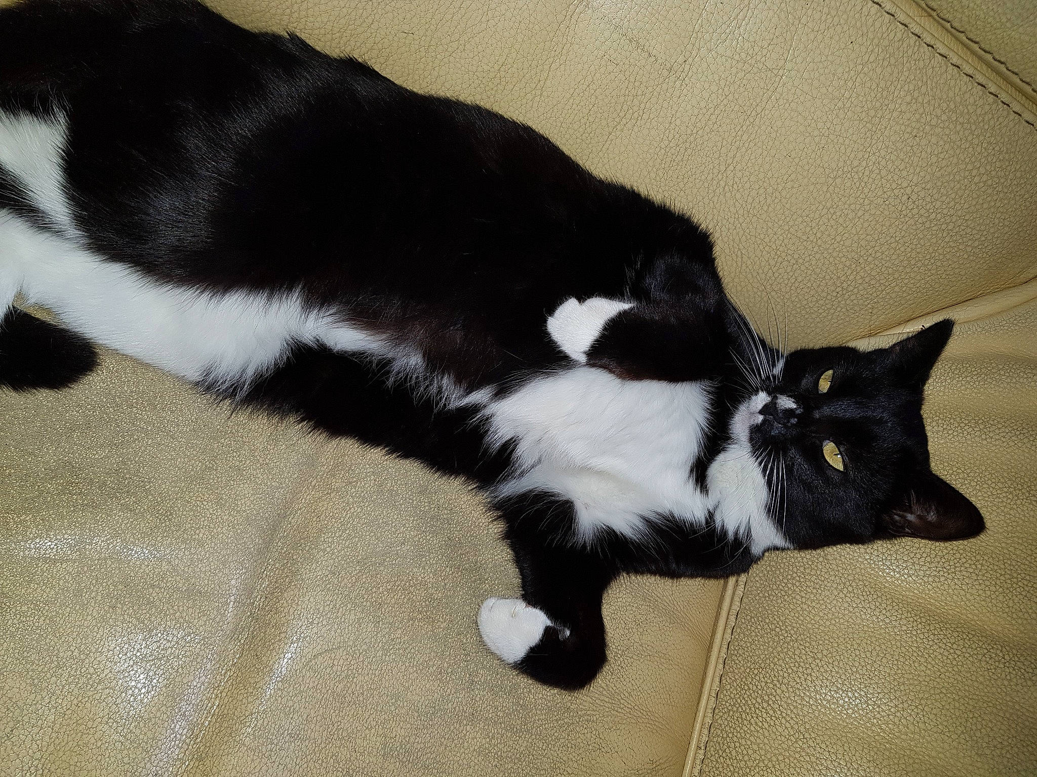 Nana a rejoint le concours — aidez-le/la à gagner de superbes lots ! balance, black_cat, carnivore, cat, claw, comfort, dog_breed, domestic_short_haired_cat, felidae, flooring, foot, fur, paw, small_to_medium_sized_cats, snout, tail, terrestrial_animal, whiskers