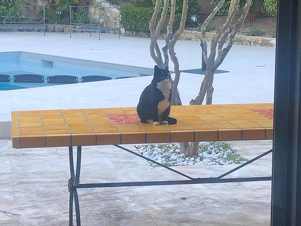 Nana a rejoint le concours — aidez-le/la à gagner de superbes lots ! beak, fawn, flooring, grass, hardwood, leisure, outdoor_furniture, plant, recreation, rectangle, shade, shadow, table, tail, terrestrial_animal, tree, trunk, water, wildlife, wood