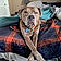 Capone