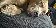 Capone is registered to the contest to win money with this photo: animal, blanket, brown_dog, calm, canine, closeup, couch, dog, ear, fur, home, indoor, lying_down, nails, paw, pet, relaxed, resting, snout, texture