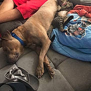 Capone joined the competition — help win amazing prizes! dog, cat, person, couch, blanket, relaxing, sleeping, indoor, pet, animal, red_shorts, blue_collar, tabby_cat, living_room, footwear, cap, casual, comfort, resting, home