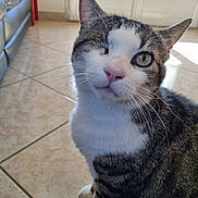 Mickey a rejoint le concours — aidez-le/la à gagner de superbes lots ! cat, one-eyed, tabby, white, indoor, floor, tile, whiskers, pet, feline, cute, animal, portrait, sitting, sunlight, home, window, fur, face, paw
