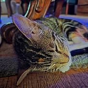 Luna is registered to the contest to win money with this photo: cat, tabby_cat, sleeping, resting, wooden_floor, furniture, indoor, close_up, fur, whiskers, ear, relaxation, pet, domestic_animal, cozy, home, soft_light, carpet, quiet, peaceful