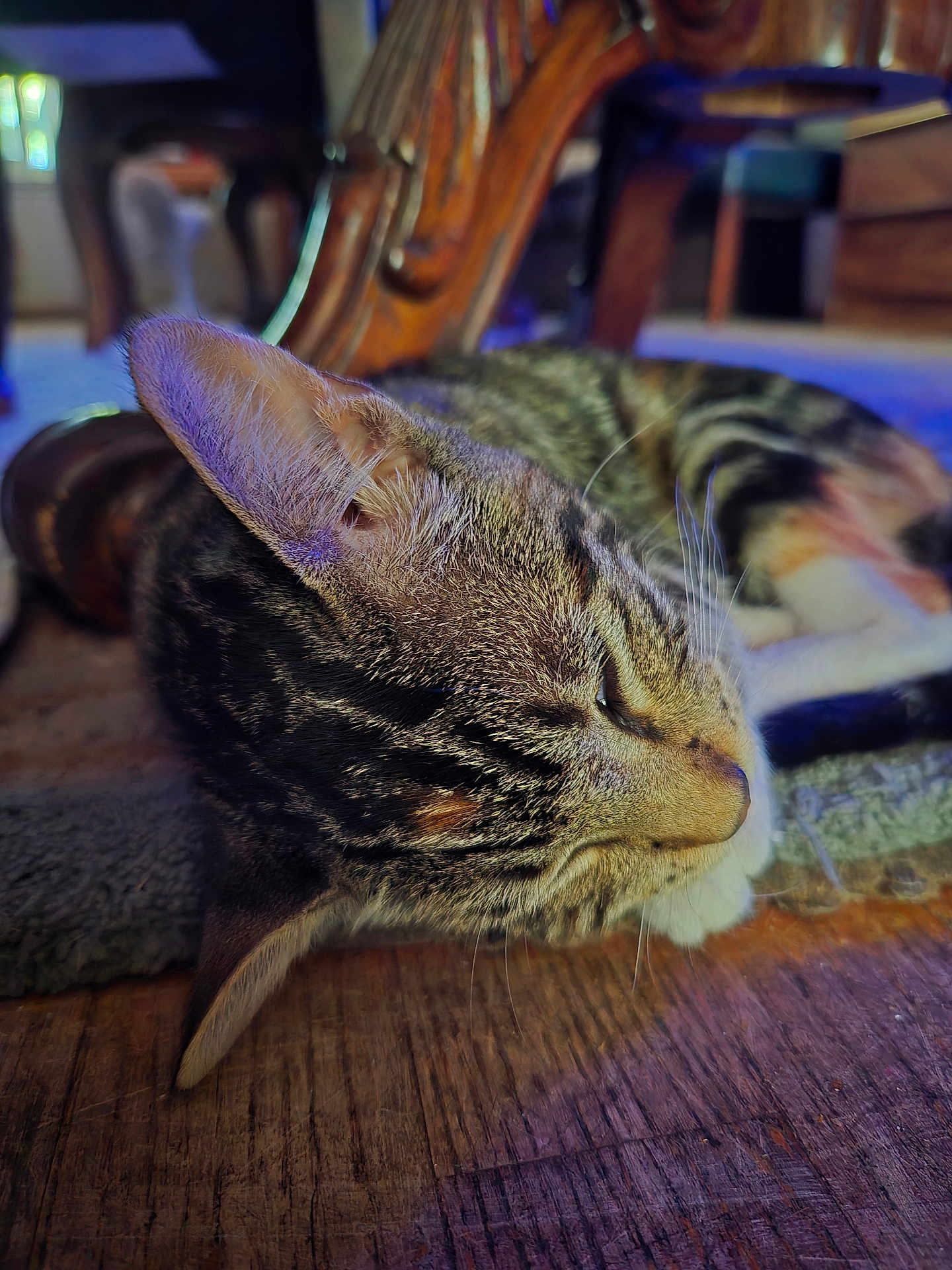 Luna is registered to the contest to win money with this photo: cat, tabby_cat, sleeping, resting, wooden_floor, furniture, indoor, close_up, fur, whiskers, ear, relaxation, pet, domestic_animal, cozy, home, soft_light, carpet, quiet, peaceful
