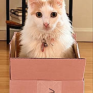 Nova joined the competition — help win amazing prizes! cat, box, indoor, pet, feline, curious, fluffy, white, orange, collar, wooden_floor, furniture, home, domestic, animal, sitting, looking, cute, small, portrait