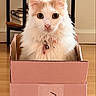 cat, box, indoor, pet, feline, curious, fluffy, white, orange, collar, wooden_floor, furniture, home, domestic, animal, sitting, looking, cute, small, portrait