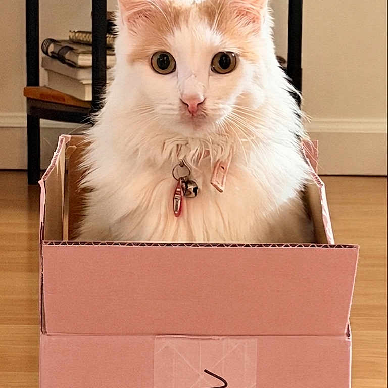 Nova