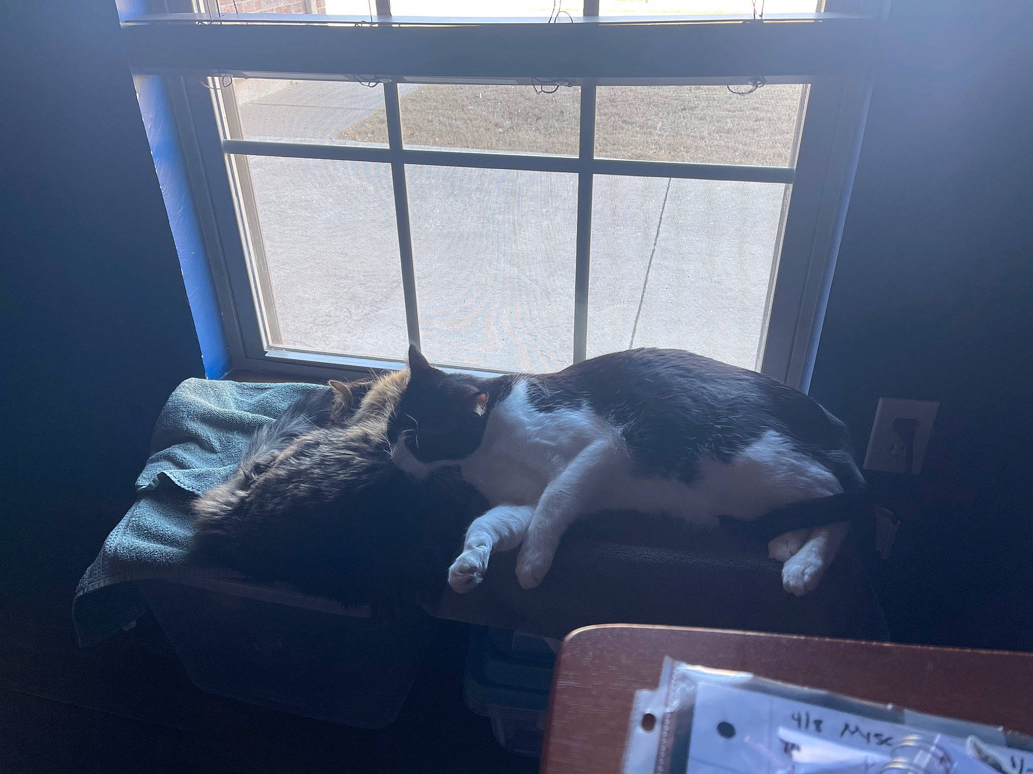 Levi is registered to the contest to win money with this photo: carnivore, cat, comfort, couch, domestic_short_haired_cat, felidae, fur, glass, house, linens, room, small_to_medium_sized_cats, square, tail, tints_and_shades, whiskers, window, window_blind, window_covering, window_treatment