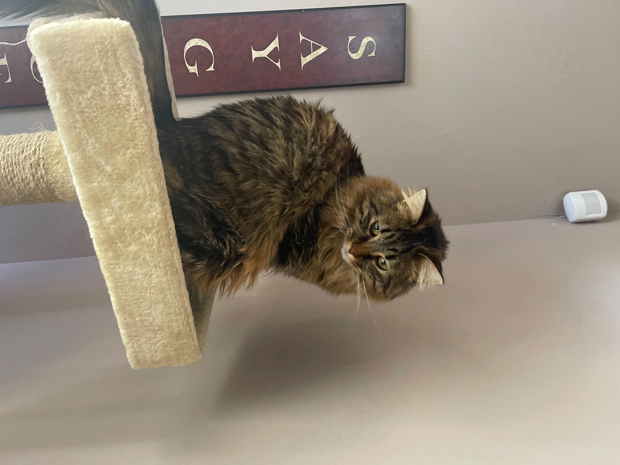 Levi joined the competition — help win amazing prizes! carnivore, cat, claw, domestic_short_haired_cat, felidae, fur, grey, metal, paw, room, small_to_medium_sized_cats, tail, terrestrial_animal, whiskers, wood