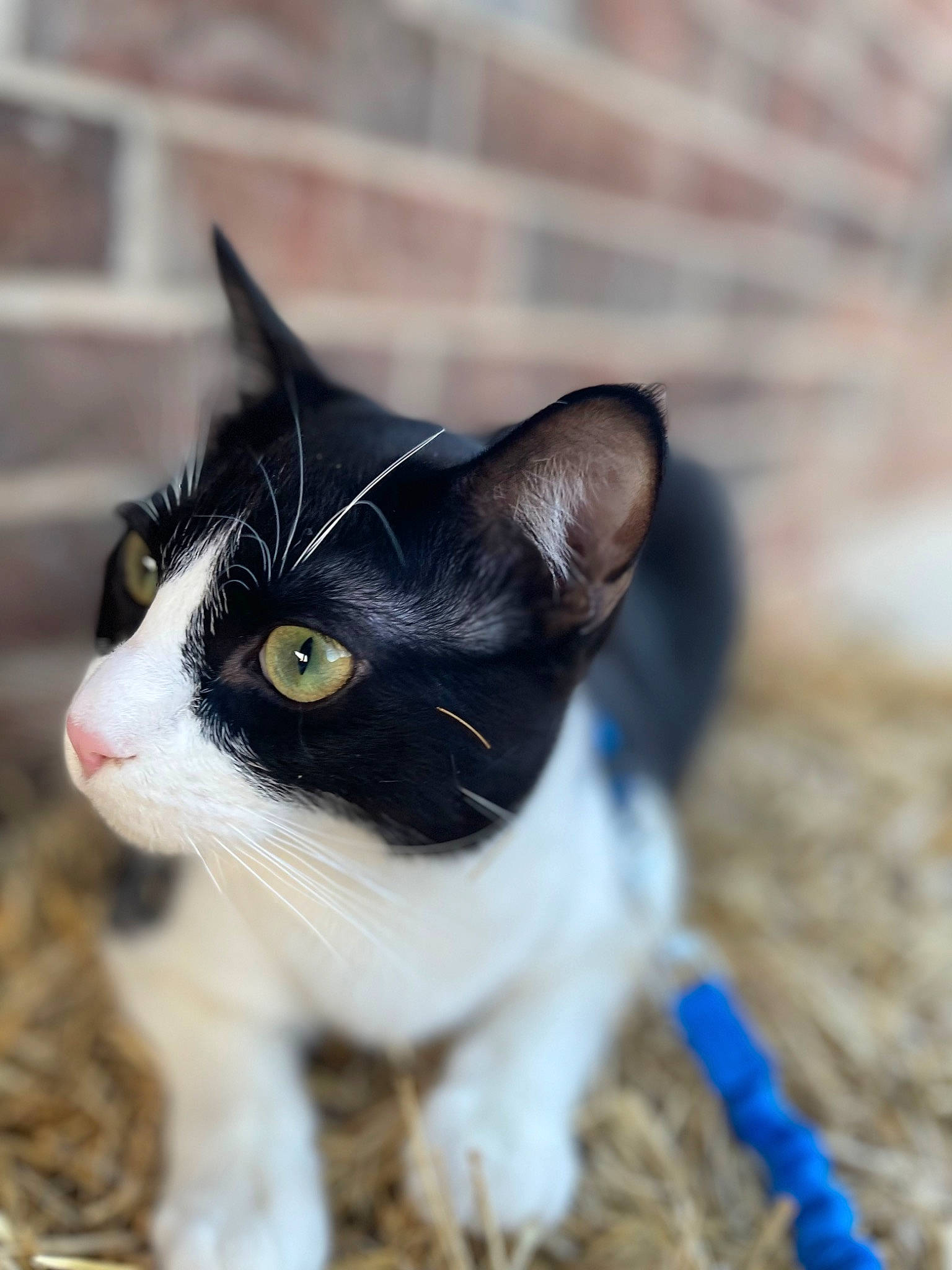 Levi is registered to the contest to win money with this photo: black_cat, carnivore, cat, domestic_short_haired_cat, electric_blue, eye, felidae, fur, grass, iris, monochrome_photography, small_to_medium_sized_cats, snout, soil, tail, tree, whiskers, wildlife, wood