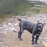 Scooby is registered to the contest to win money with this photo: alert, animal, canine, chain, collar, daytime, dog, earth, landscape, mammal, nature, outdoor, pet, quiet, river, riverbank, rocks, scenery, standing, water