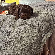 Pluto joined the competition — help win amazing prizes! animal, bed, blanket, brown, comfort, cozy, curly_fur, cute, cute_pet, dog, fur, indoor, pet, pillow, puppy, relaxation, resting, sleepy, small, soft_texture