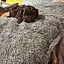 animal, bed, blanket, brown, comfort, cozy, curly_fur, cute, cute_pet, dog, fur, indoor, pet, pillow, puppy, relaxation, resting, sleepy, small, soft_texture