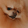 dog, pomeranian, fluffy, close_up, pet, animal, fur, cute, portrait, face, nose, whiskers, indoor, brown, small_dog, mammal, canine, expression, soft_texture, cozy
