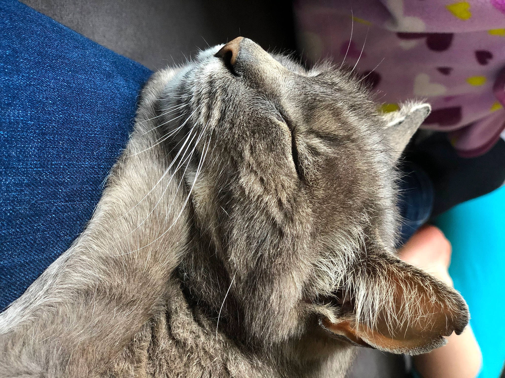 Robert participe au concours pour gagner de l'argent avec cette photo : british_shorthair, carnivore, cat, claw, domestic_short_haired_cat, ear, felidae, fur, mammal, nap, paw, russian_blue, small_to_medium_sized_cats, snout, tabby_cat, whiskers