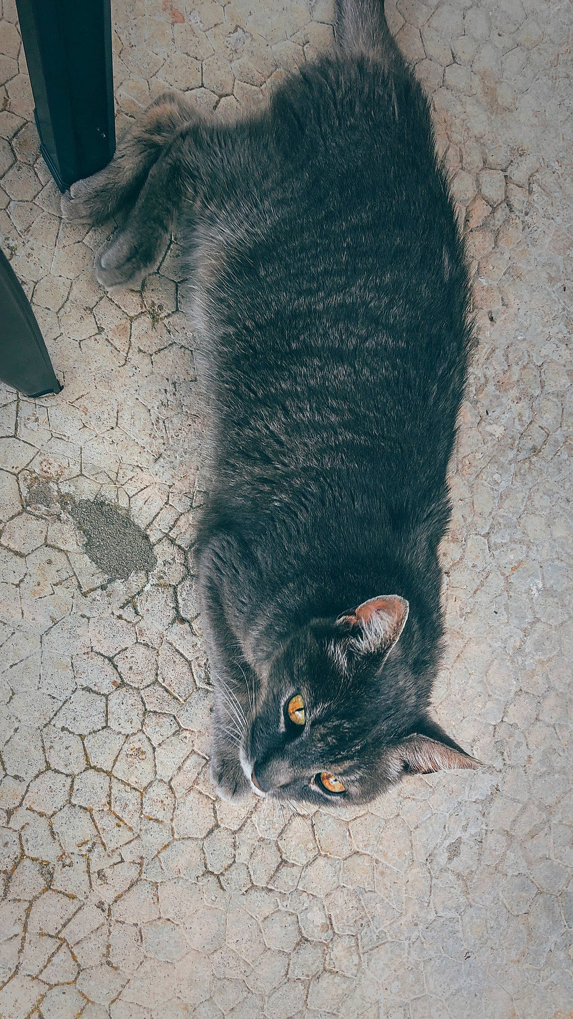 Robert participe au concours pour gagner de l'argent avec cette photo : black_cat, cat, domestic_short_haired_cat, felidae, muridae, organism, pest, rat, small_to_medium_sized_cats, snout, tail, whiskers