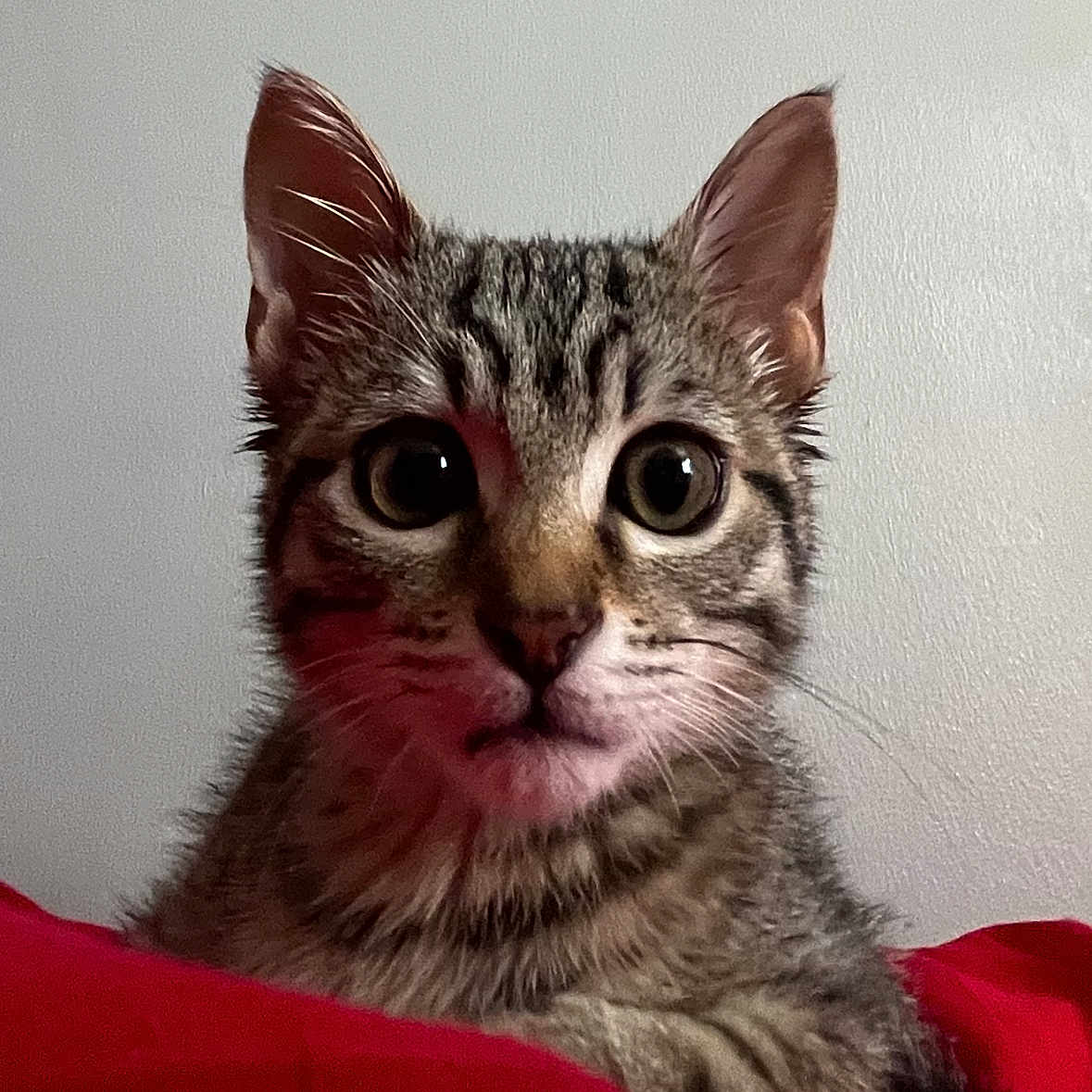 Sacha Di Boule a rejoint le concours — aidez-le/la à gagner de superbes lots ! animal, cat, closeup, curious, cute, cute_pet, domestic, ears, eyes, feline, fur, indoor, kitten, pet, portrait, red_blanket, resting, tabby, whiskers, young