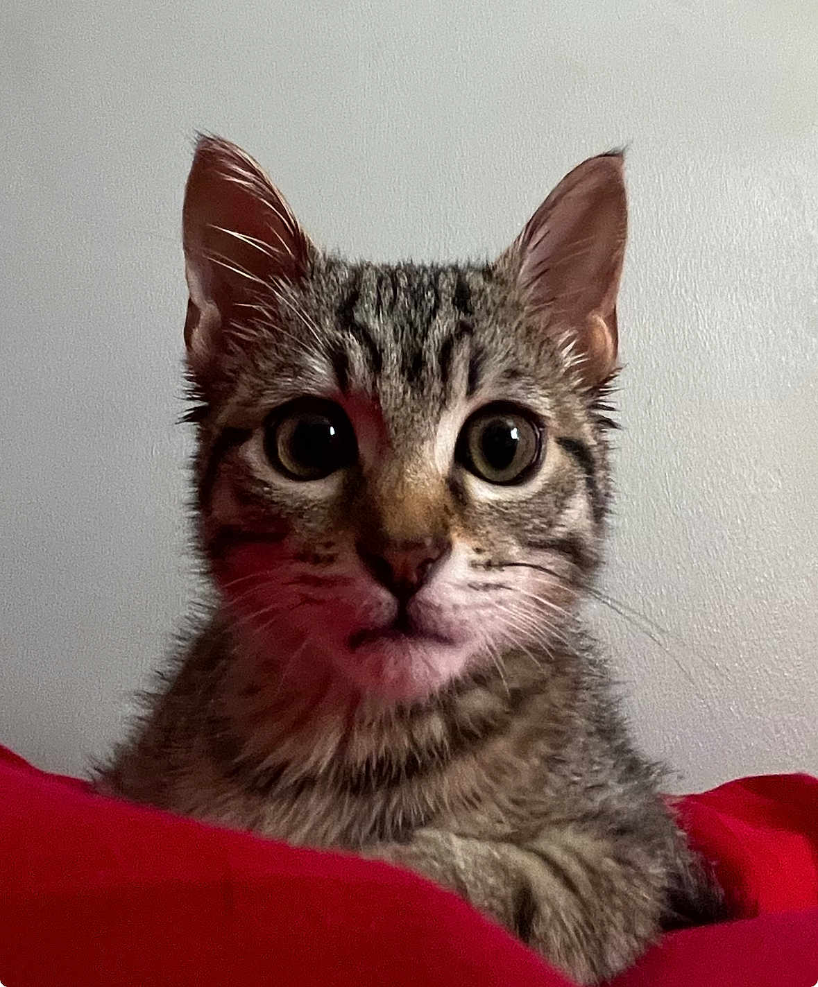 Sacha Di Boule a rejoint le concours — aidez-le/la à gagner de superbes lots ! animal, cat, closeup, curious, cute, cute_pet, domestic, ears, eyes, feline, fur, indoor, kitten, pet, portrait, red_blanket, resting, tabby, whiskers, young