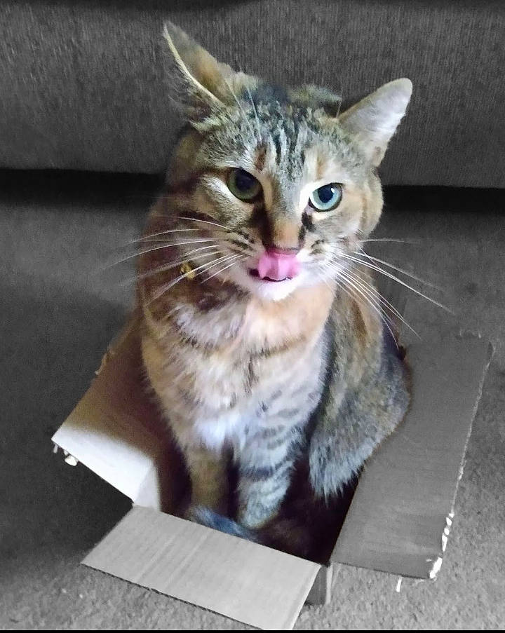 Charley is registered to the contest to win money with this photo: box, carnivore, cat, claw, curious, domestic_short_haired_cat, felidae, fur, paw, sitting, small_to_medium_sized_cats, snout, tail, terrestrial_animal, whiskers
