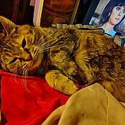 Charley is registered to the contest to win money with this photo: animal, blanket, cat, cozy, domestic, face, fur, furniture, home, indoor, pet, red_blanket, relaxing, sleepy, surprised_expression, tabby_cat, tv_screen, water_bottle, whiskers, woman