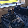 animal, bed, black_cat, blanket, cat, companion, curious, domestic, ears, feline, fur, indoor, looking, pet, relaxed, resting, sunlight, tortoiseshell_cat, two_cats, window