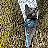 cat, gray_cat, tree, bark, outdoor, harness, leash, pet, animal, nature, fur, whiskers, green_eyes, branch, curious, mammal, climbing, looking_up, close_up, daylight