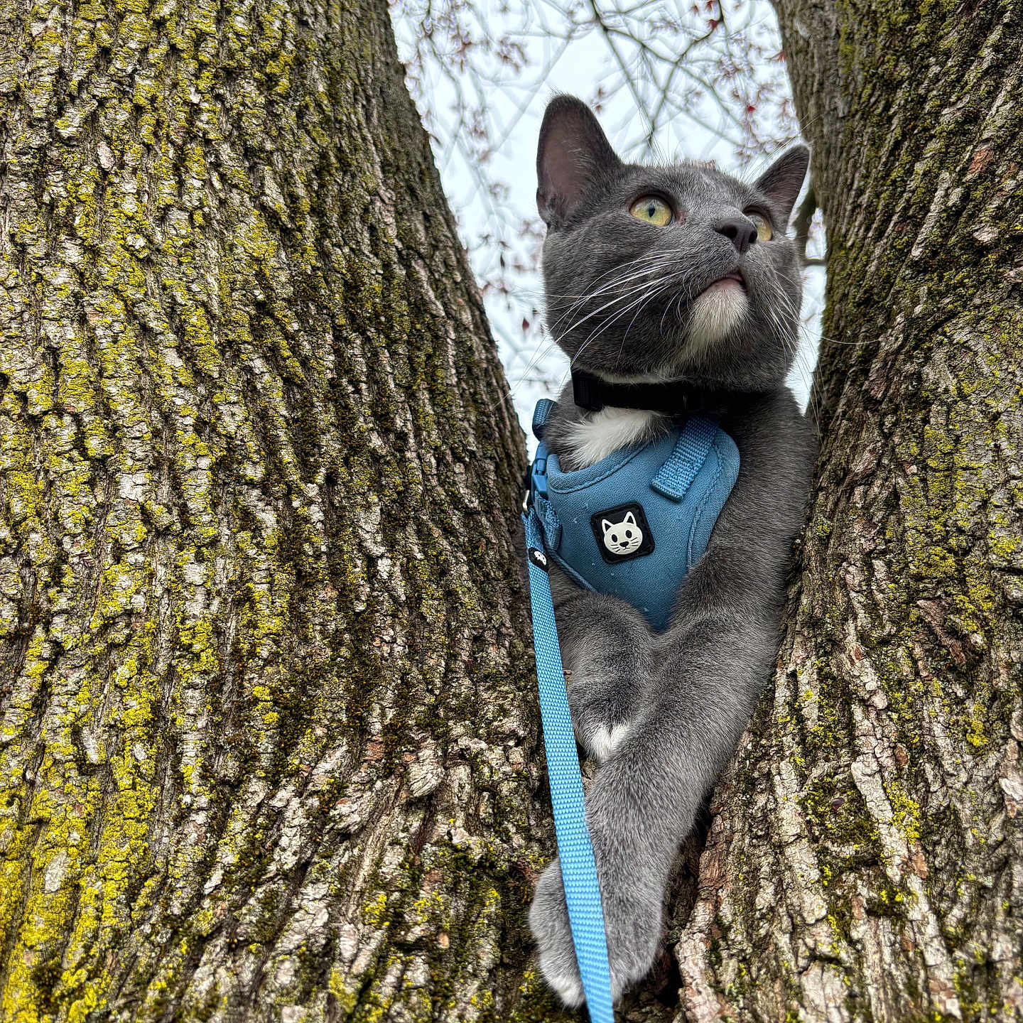 Molecule is registered to the contest to win money with this photo: cat, gray_cat, tree, bark, outdoor, harness, leash, pet, animal, nature, fur, whiskers, green_eyes, branch, curious, mammal, climbing, looking_up, close_up, daylight