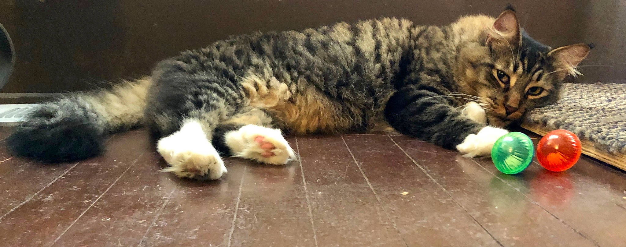 Bender is registered to the contest to win money with this photo: american_curl, carnivore, cat, domestic_short_haired_cat, dragon_li, european_shorthair, felidae, fur, kitten, kurilian_bobtail, mammal, norwegian_forest_cat, paw, polydactyl_cat, small_to_medium_sized_cats, snout, tabby_cat, tail, whiskers