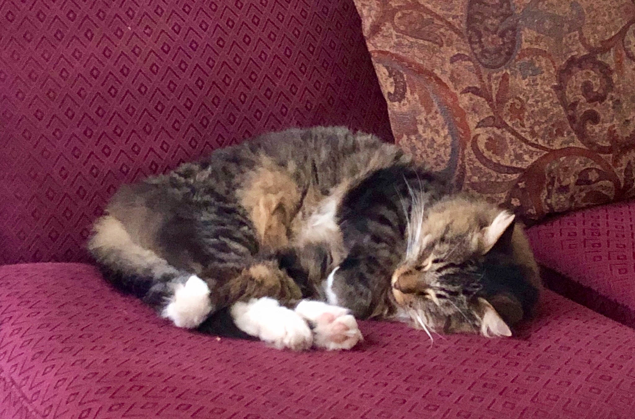 Bender is registered to the contest to win money with this photo: british_semi_longhair, carnivore, cat, claw, domestic_long_haired_cat, domestic_short_haired_cat, dragon_li, european_shorthair, felidae, fur, kitten, mammal, nap, norwegian_forest_cat, paw, polydactyl_cat, sleep, small_to_medium_sized_cats, tabby_cat, whiskers