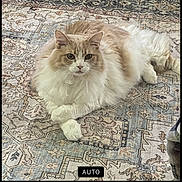 Turbo is registered to the contest to win money with this photo: cat, fluffy, indoor, rug, carpet, brick_wall, animal, pet, feline, resting, laying_down, looking_at_camera, cream_color, white_color, fur, calm, cozy, home, portrait, closeup