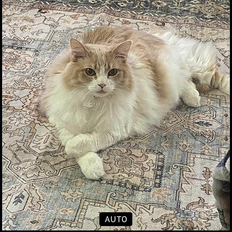 Turbo is registered to the contest to win money with this photo: animal, brick_wall, calm, carpet, cat, closeup, cozy, cream_color, feline, fluffy, fur, home, indoor, laying_down, looking_at_camera, pet, portrait, resting, rug, white_color