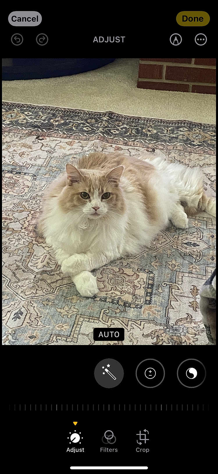 Turbo is registered to the contest to win money with this photo: cat, fluffy, indoor, rug, carpet, brick_wall, animal, pet, feline, resting, laying_down, looking_at_camera, cream_color, white_color, fur, calm, cozy, home, portrait, closeup