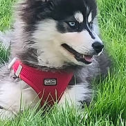 Atlas a rejoint le concours — aidez-le/la à gagner de superbes lots ! animal, blue_eyes, canine, cute, dog, fluffy, fur, grass, husky, nature, outdoor, pet, playful, portrait, puppy, red_harness, resting, side_view, summer, young