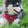 animal, blue_eyes, canine, cute, dog, fluffy, fur, grass, husky, nature, outdoor, pet, playful, portrait, puppy, red_harness, resting, side_view, summer, young