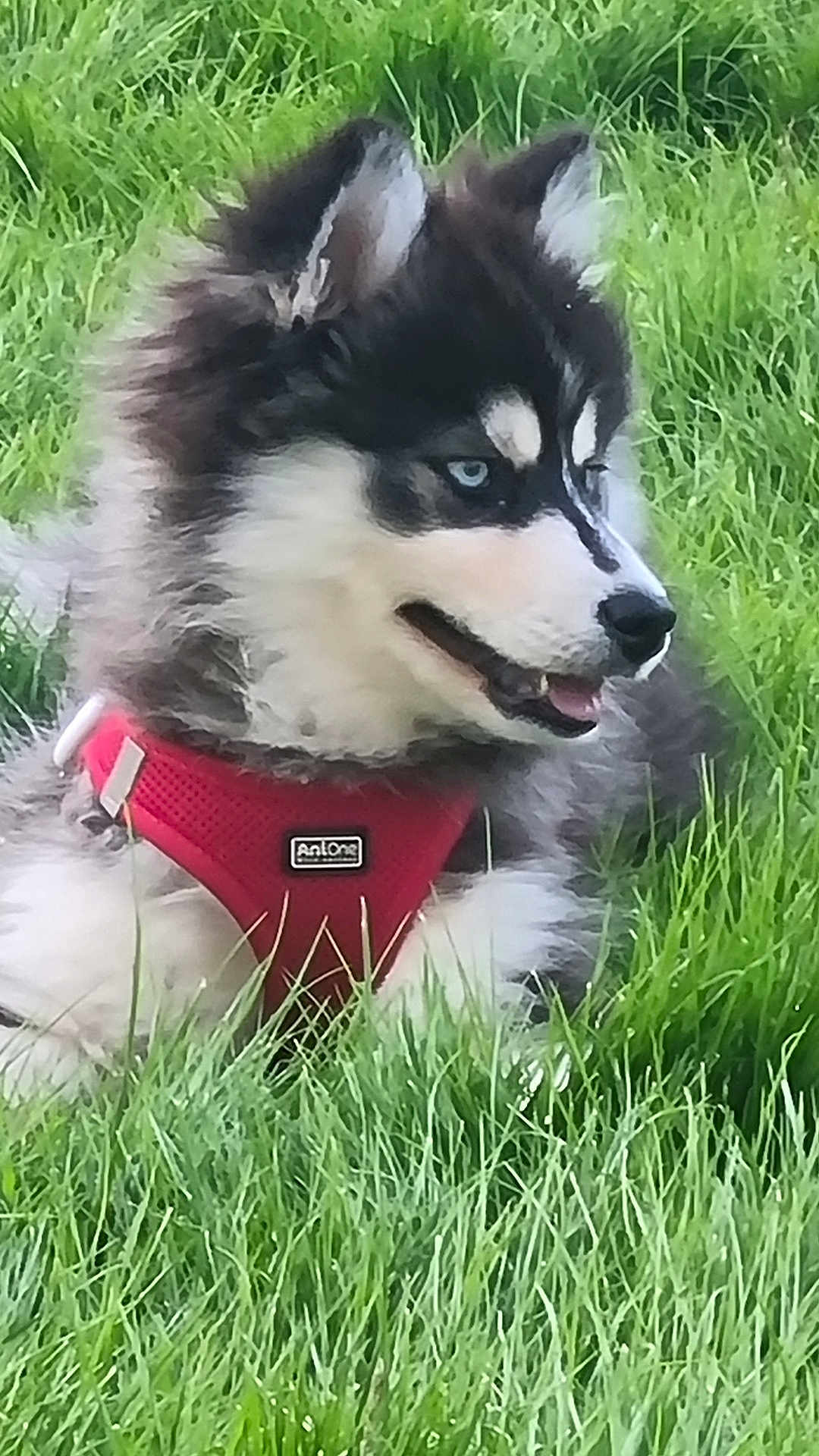 Atlas