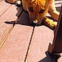 animal, backyard, canine, closeup, daylight, dog, ears, fur, nature, outdoor, pet, portrait, relaxing, resting, shadow, summer, sunlight, tan_dog, wood, wooden_deck